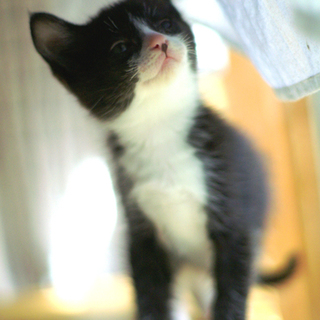 ふわふわの子猫たち