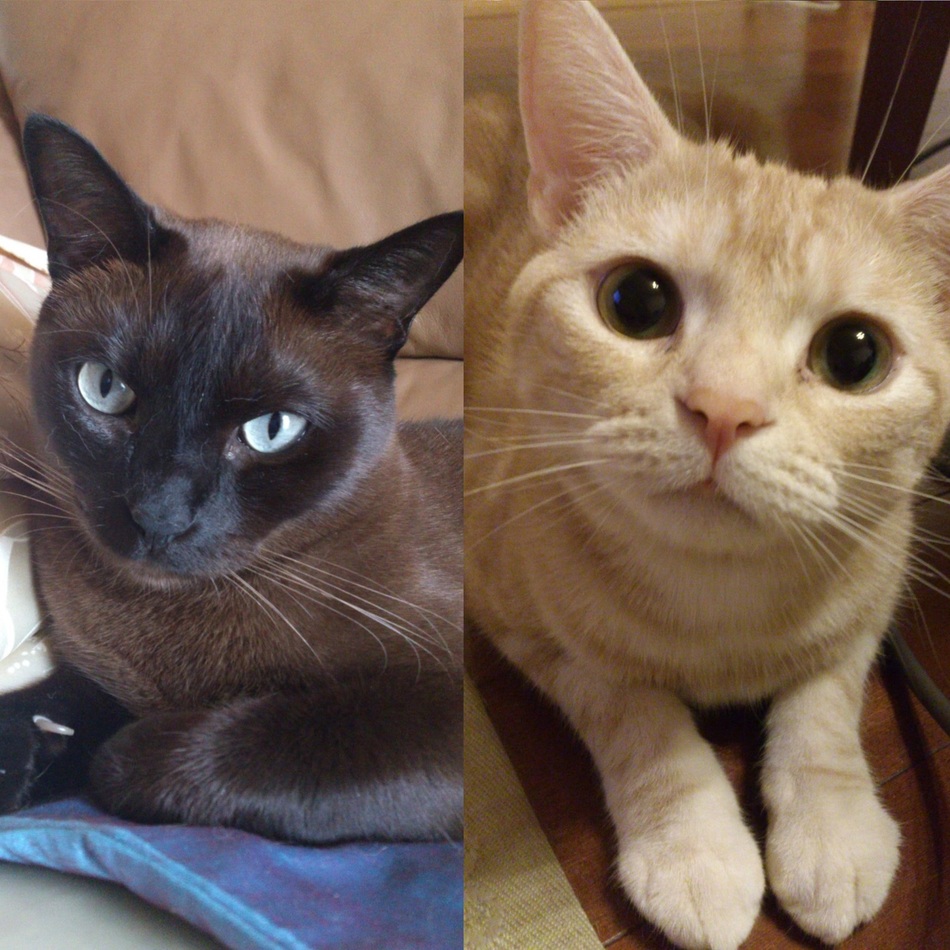 ルオのカバー写真