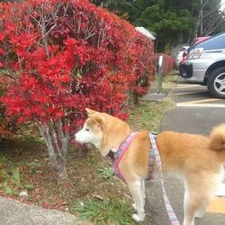 紅葉狩りヽ(^。^)ノ