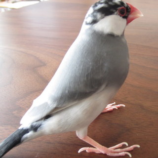 桜文鳥メスの里親募集（お嫁にもらってください）