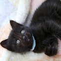 長毛洋猫MIX、生後約一ヶ月半黒猫ロックくん