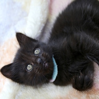 長毛洋猫MIX、生後約一ヶ月半黒猫ロックくん