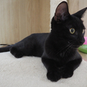人馴れ抜群！ストーカー猫★黒猫のヤマト君♪