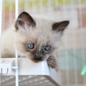 長毛洋猫MIX、約一ヶ月半シャム柄バレルくん