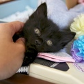 長毛洋猫MIX、約一ヶ月半、黒猫ショックくん
