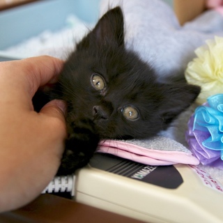長毛洋猫MIX、約一ヶ月半、黒猫ショックくん