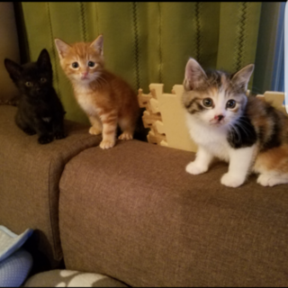 保健所保護猫 １ヶ月子猫里親募集