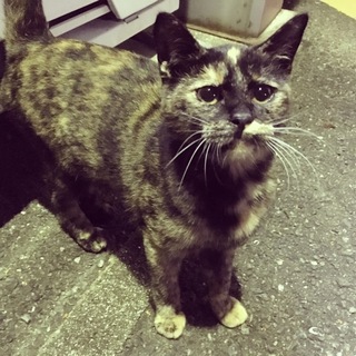 よしよし大好きサビ姉妹