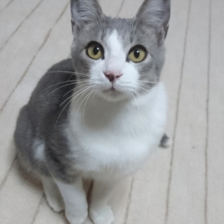 母猫とはぐれた子猫わらびくん