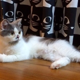 血統書付き長毛足長マンチカンです！