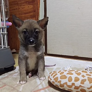 保健所救出犬！里親様緊急募集！！