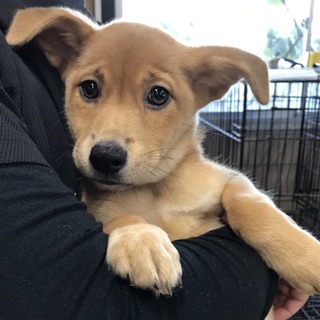 ♂443 里親募集です！