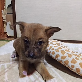 保健所救出犬！里親様緊急募集！！