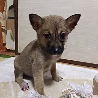 保健所救出犬！里親様緊急募集！！