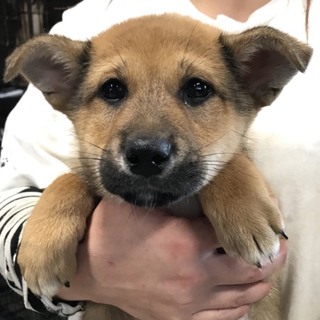 ♂457 里親募集です！