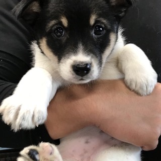 ♀459 里親募集です！