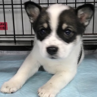 ♂458 里親募集です！