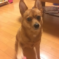 ネフェルティティ