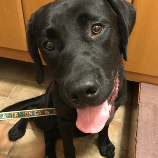 若いハイパー黒ラブ♂のイトイくん