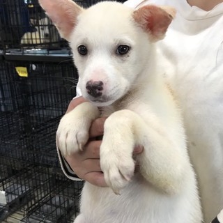 ♂456 里親募集です！