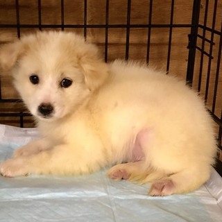 ♂452 里親募集です！