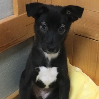 ♀382 里親募集中です！