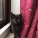 子猫の里親募集