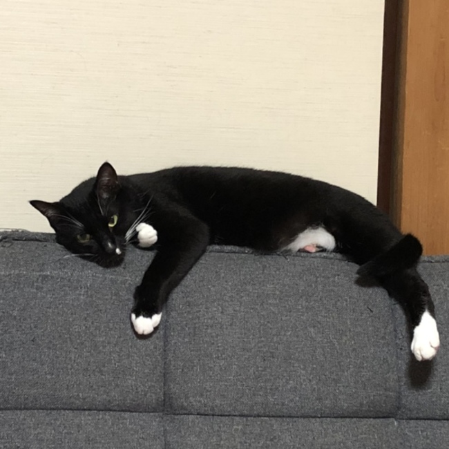 みしゃとのカバー写真