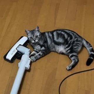 ﾌﾞﾙｿﾞﾝ　モーリスです。