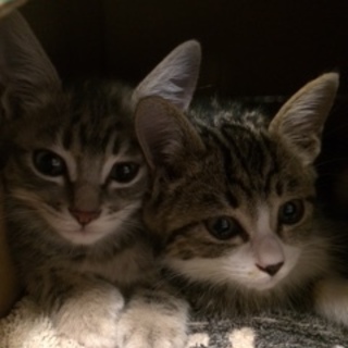 仲良し姉弟です　岐阜県中津川市近隣でお願いします