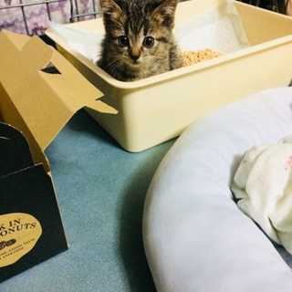 かわいい子猫家族に迎え入れませんか？