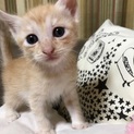 9月24日生まれの可愛い4兄弟