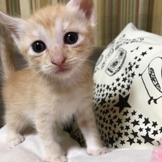 9月24日生まれの可愛い4兄弟