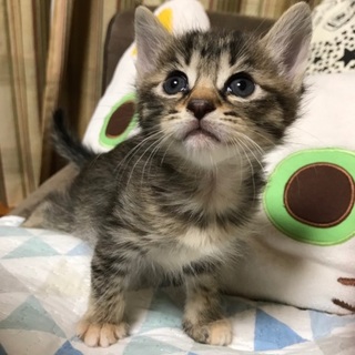 9月24日生まれの可愛い4兄弟