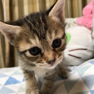 9月24日生まれの可愛い4兄弟