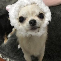 バニラ