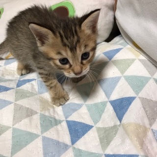 9月24日生まれの可愛い4兄弟