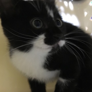 クロシロ女の子