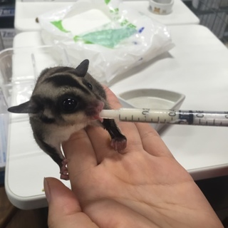 フクロモモンガ里親募集