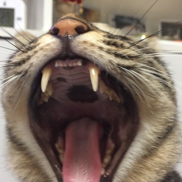 よしとらの写真