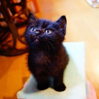 ★生後2か月の黒猫の男の子★