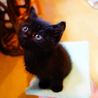 ★生後2か月の黒猫の男の子★ サムネイル2