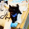 ★生後2か月の黒猫の男の子★ サムネイル3