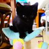 ★生後2か月の黒猫の男の子★ サムネイル4