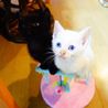 ★生後2か月の黒猫の男の子★ サムネイル5
