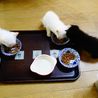★生後2か月の黒猫の男の子★ サムネイル6