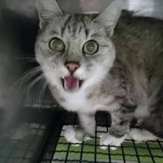 【助けて下さい　飼い主持ち込み】人慣れしている老猫