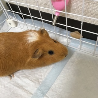 可愛いモルモットの女の子♡ 今年産まれました♡