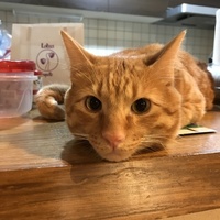 にゃはる