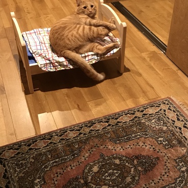 にゃはるの写真